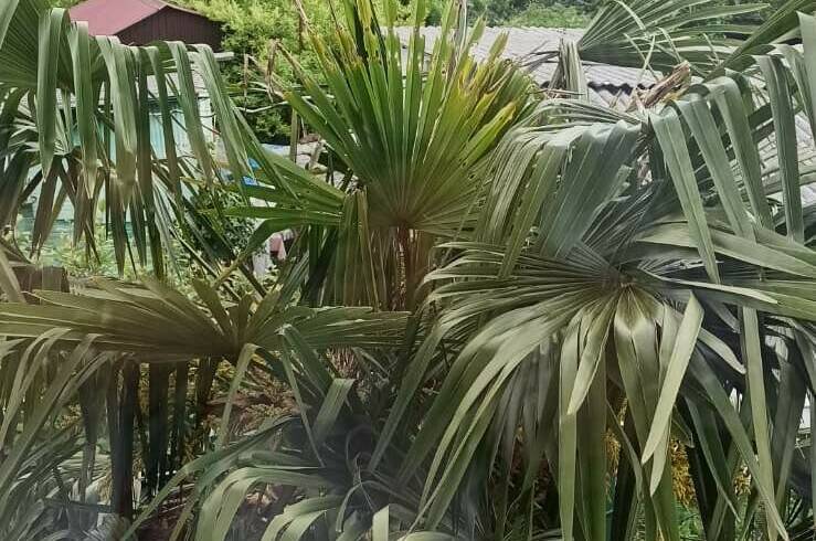 1-комнатная квартира на Чёрном море