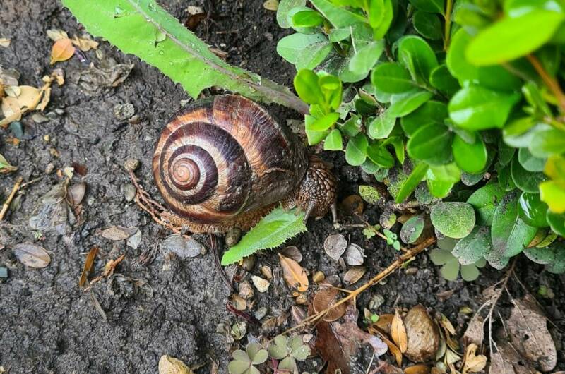 Квартира-студия