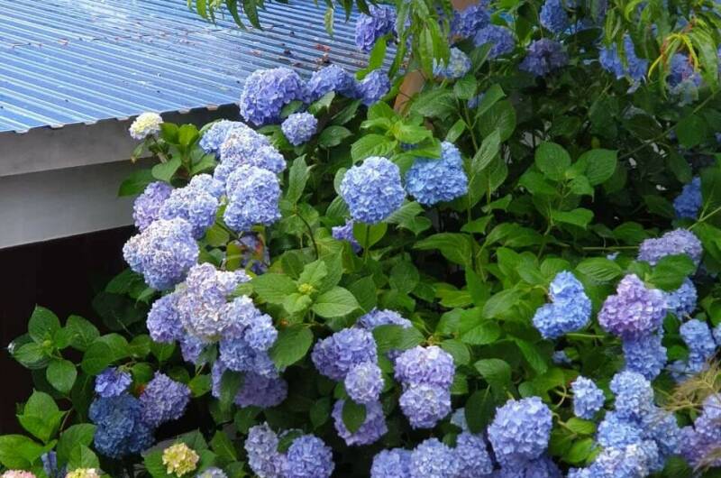 Гостевой дом «Ласточкино гнездо»