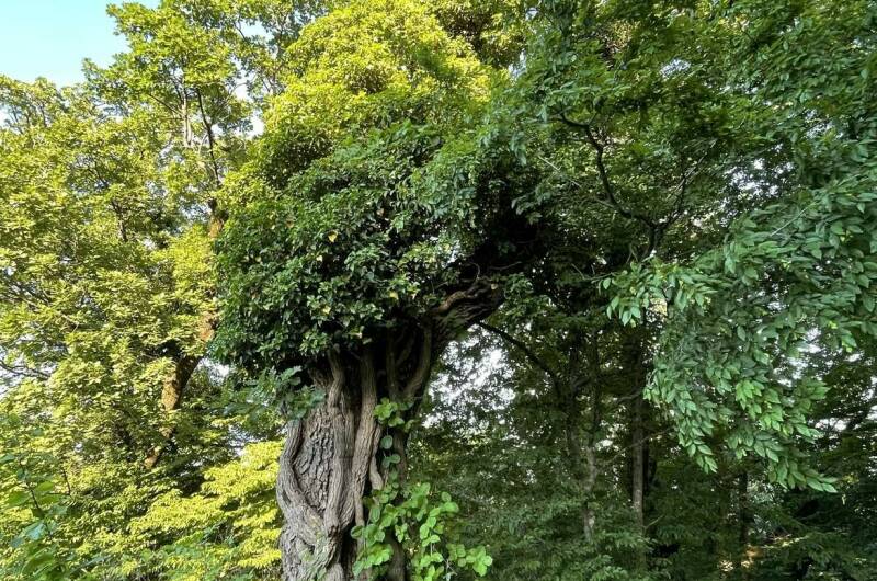 Гостевой дом «Изумрудные холмы»
