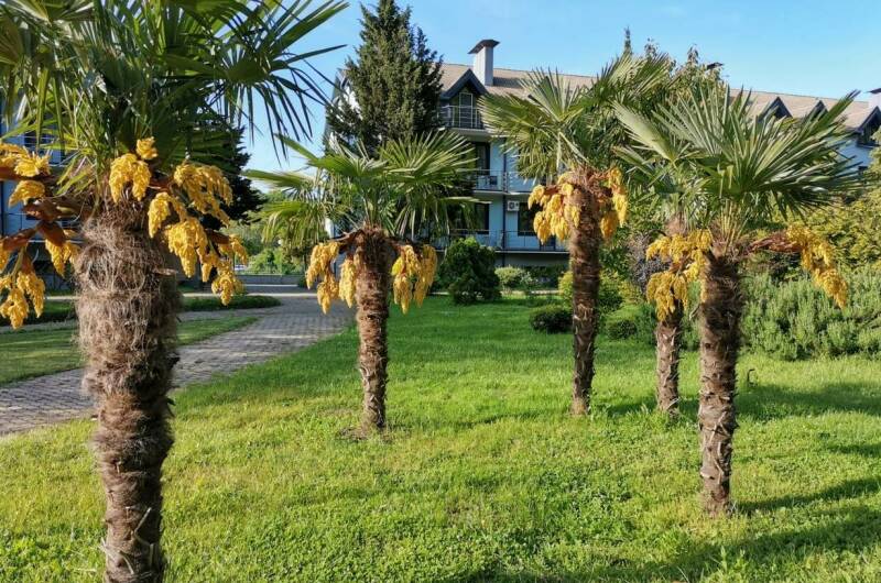 Апартаменты «Агой»