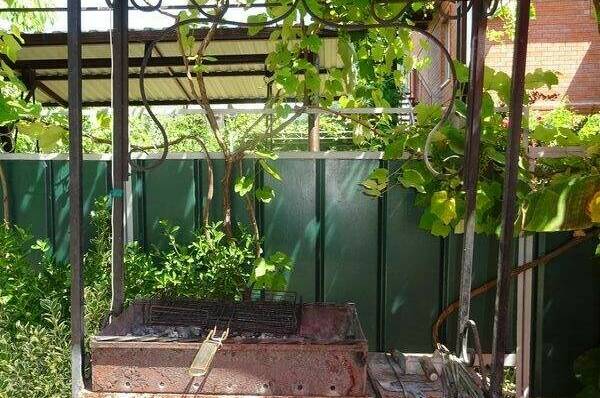 Гостевой дом «Камелия»