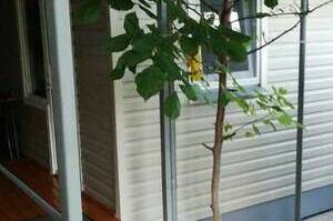 Частный сектор на «Лесном»