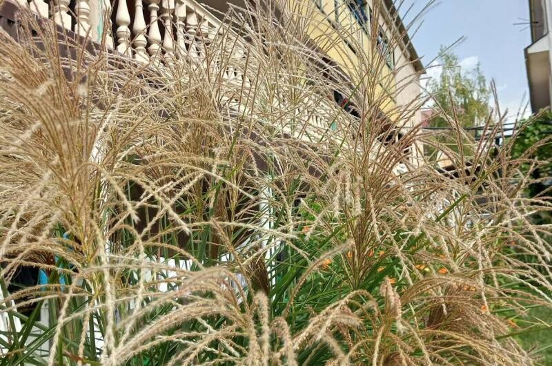 Гостевой дом «Велес»