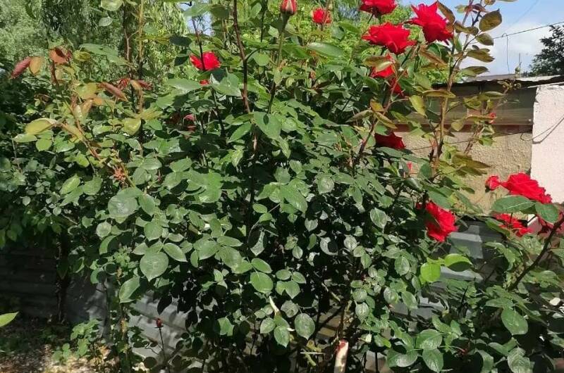 Гостевой дом «Галина»