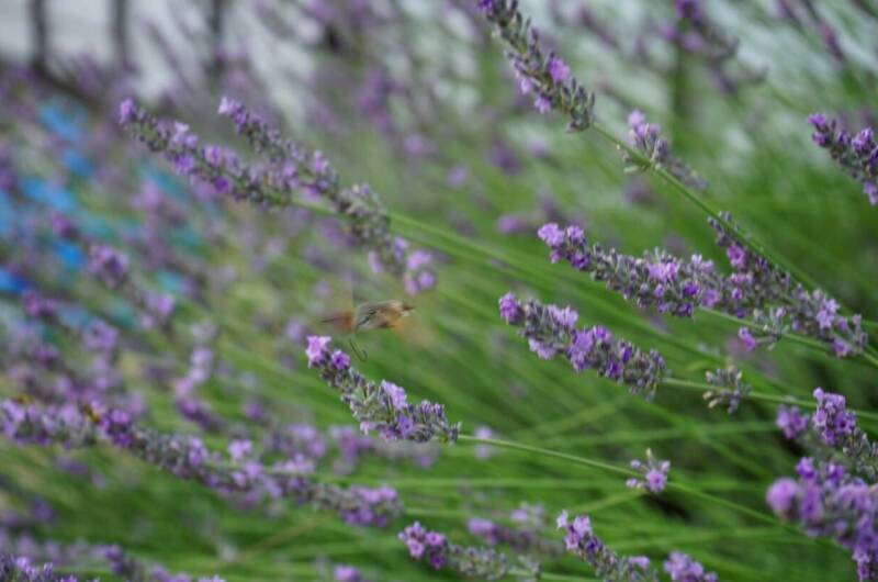 Гостевой дом «Эйва»