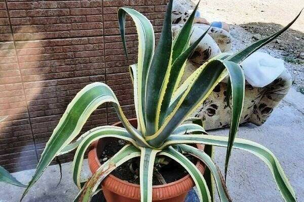 Гостевой дом «Счастливый случай»