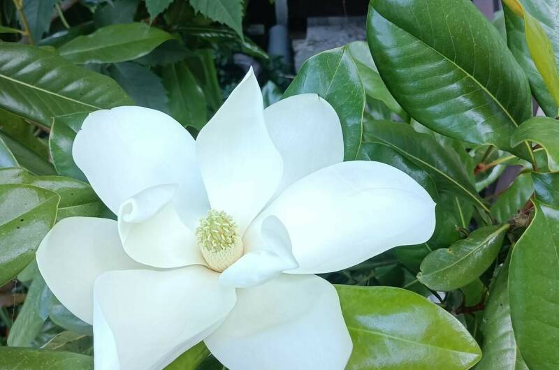 Гостевой дом «Яблонька»