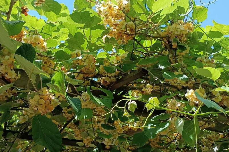 Гостевой дом «Яблонька»