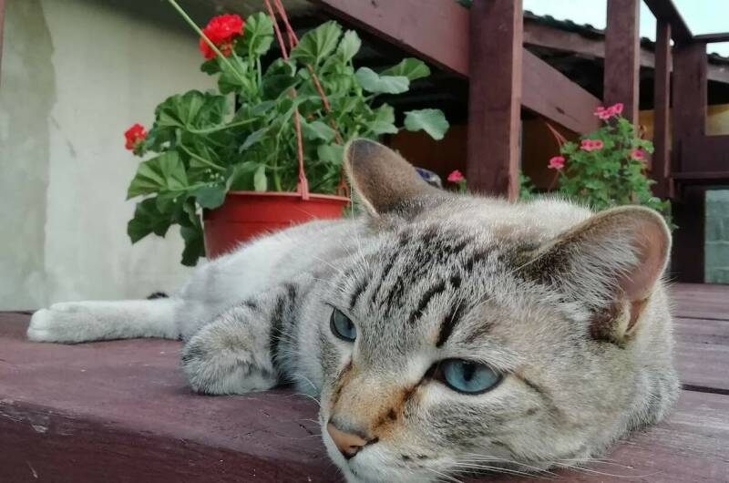 Гостевой дом «Малина»