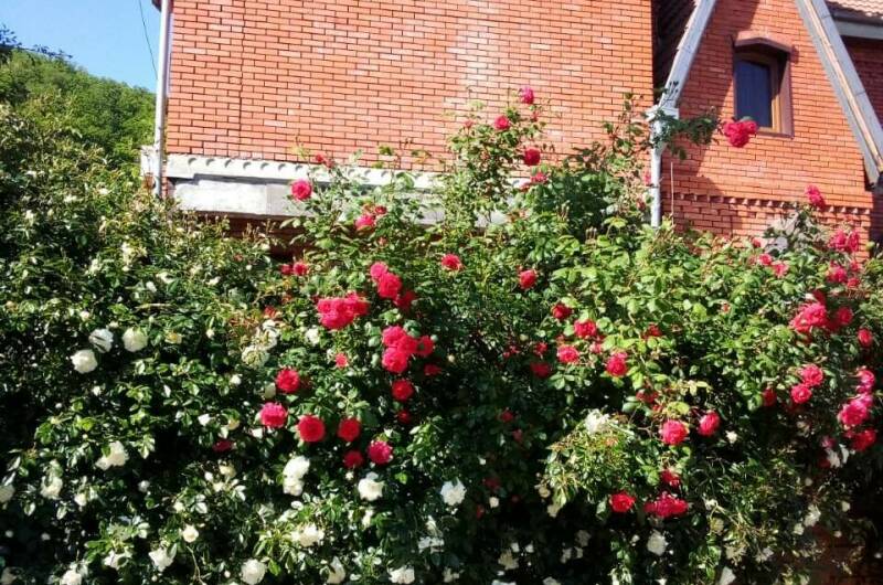 Гостевой дом «Розмарин»