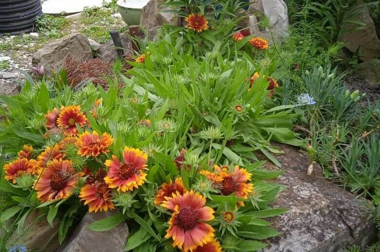 Гостевой дом «Мими»