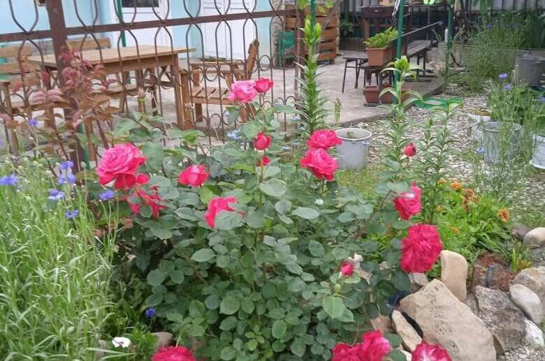 Гостевой дом «Мими»