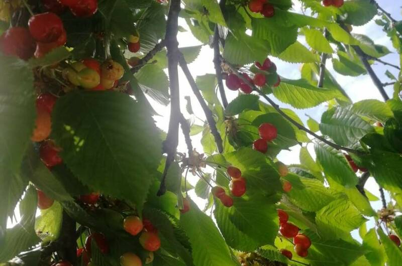 Гостевой дом «Мими»