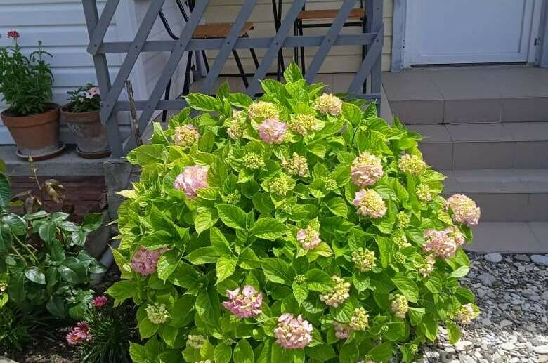 Гостевой дом «Мими»