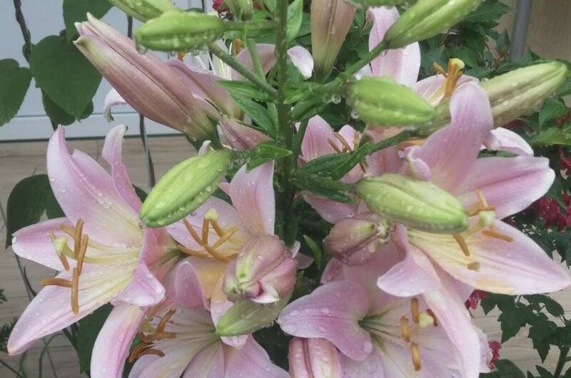 Гостевой дом «Елена»