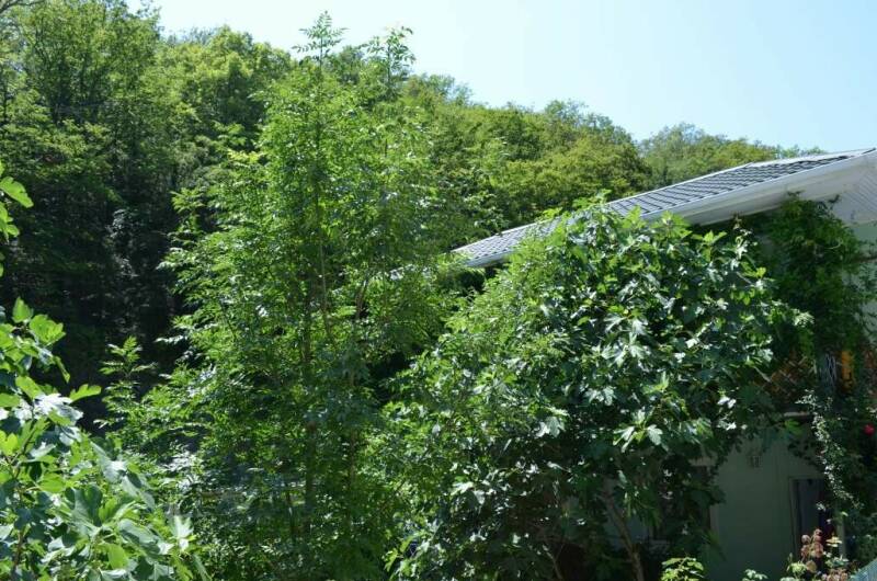 Гостевой дом «Инжир»