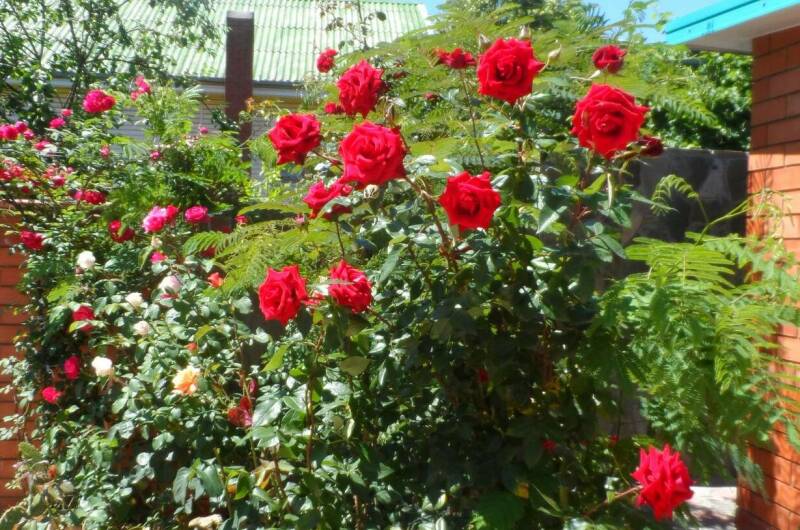 Гостиница «Эллада»