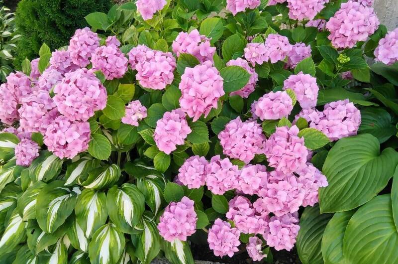 Гостевой дом «Оазис»