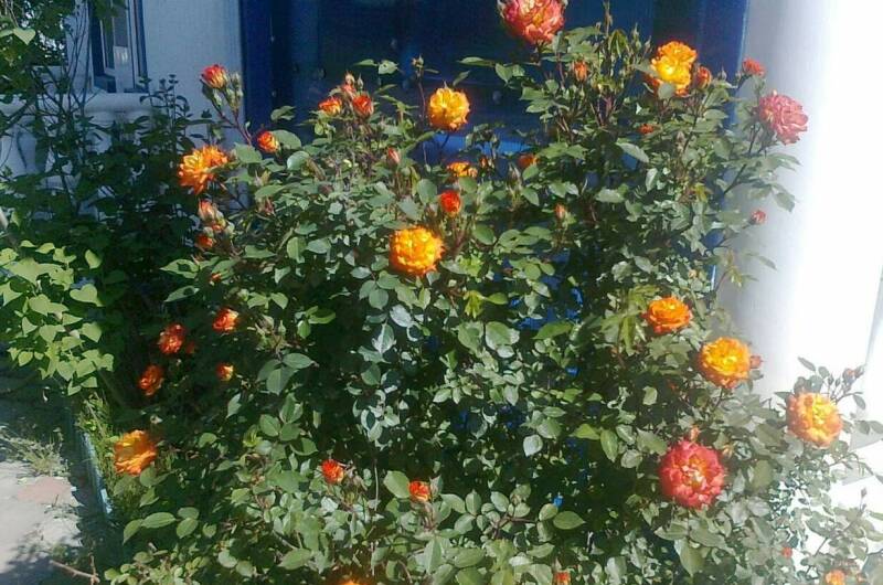 Усадьба для семейного отдыха «Елизавета»