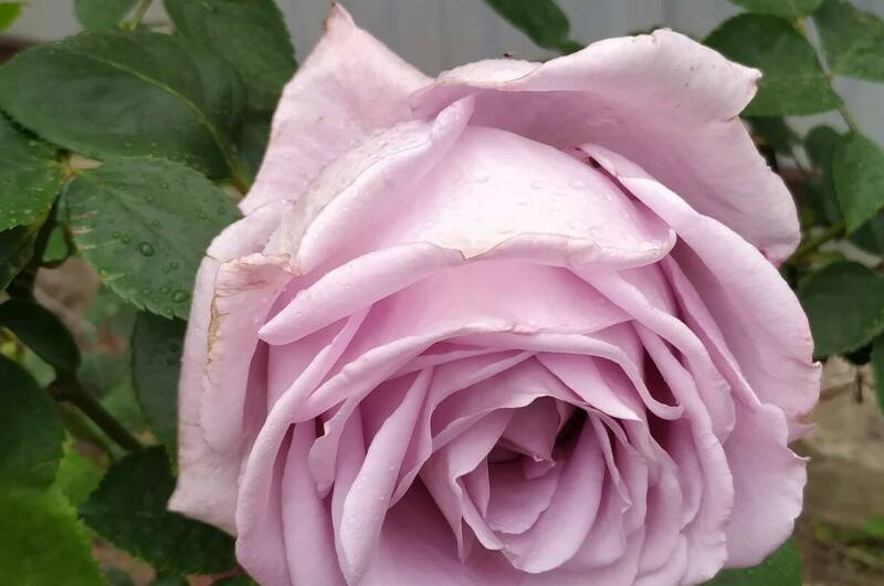 Гостевой дом «Валерия»