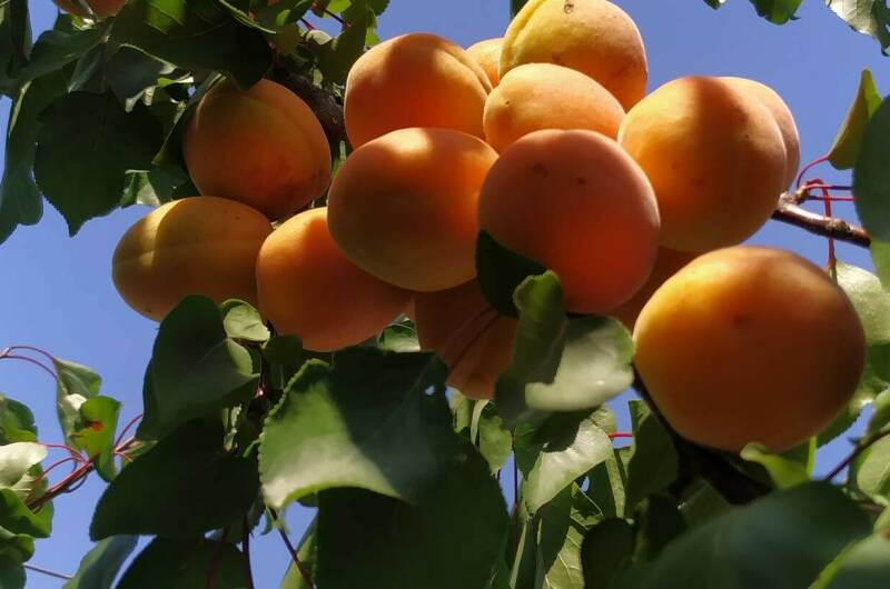 Гостевой дом «Валерия»