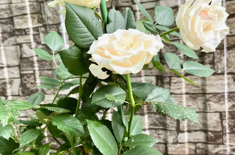 Гостевой дом «Мечта-4»