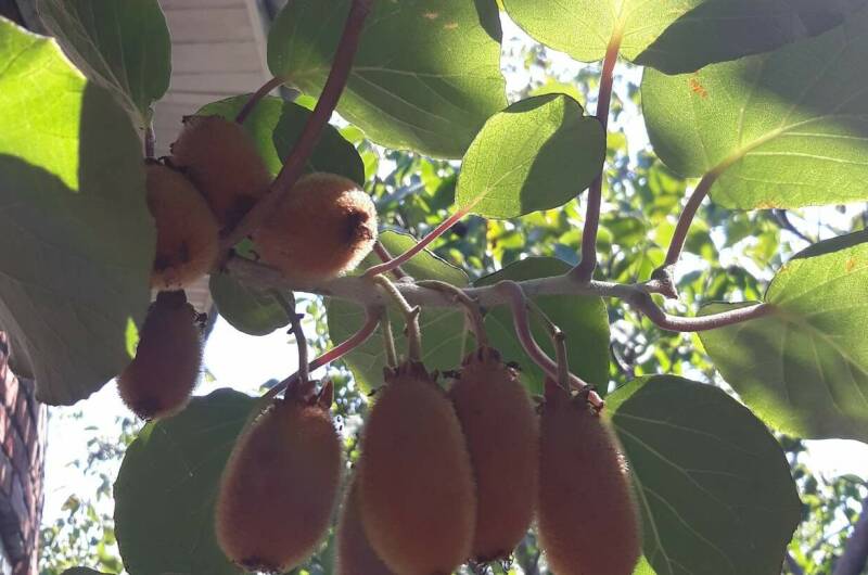 Гостевой дом «Дом Солнца»