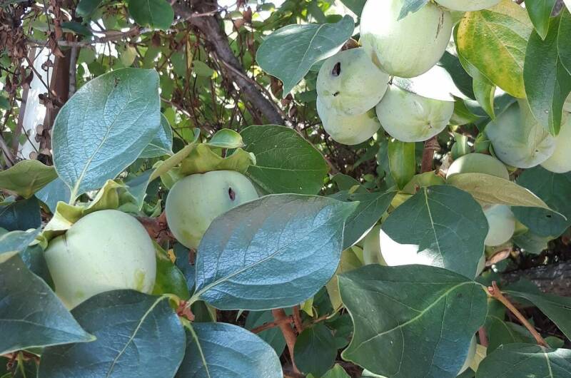 Гостевой дом «Дом Солнца»