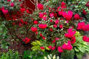 Изображение Гостевой дом «Александрия» #5