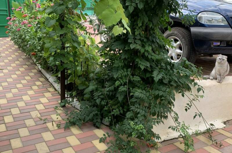 Частный сектор «Ласточка»