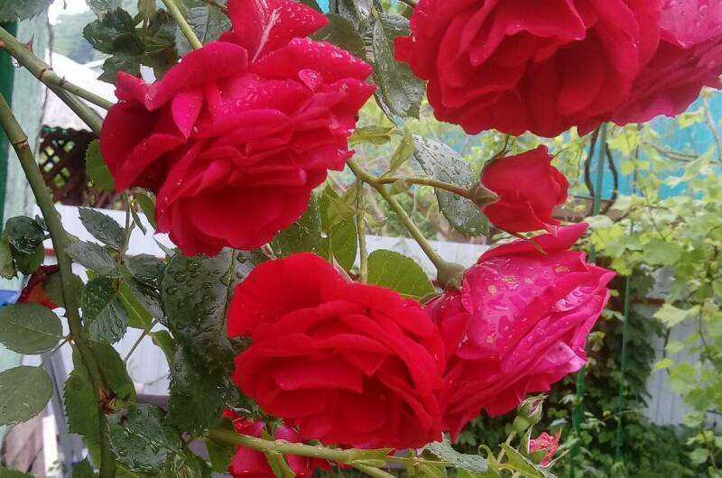 Дом под ключ «Калимера»