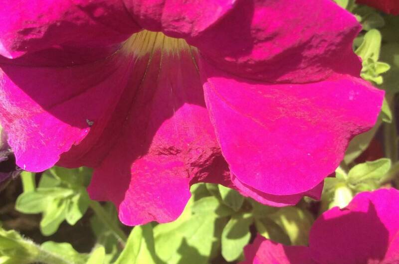 Гостевой дом «Green House»