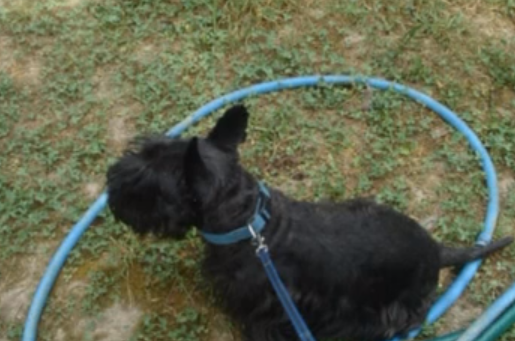 Гостевой дом «Мечта-3»