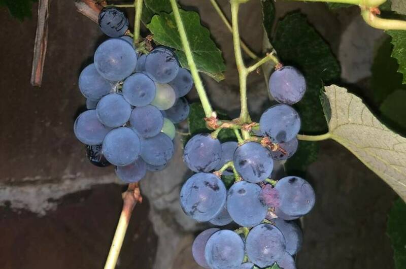 Гостевой дом «Мечта-3»