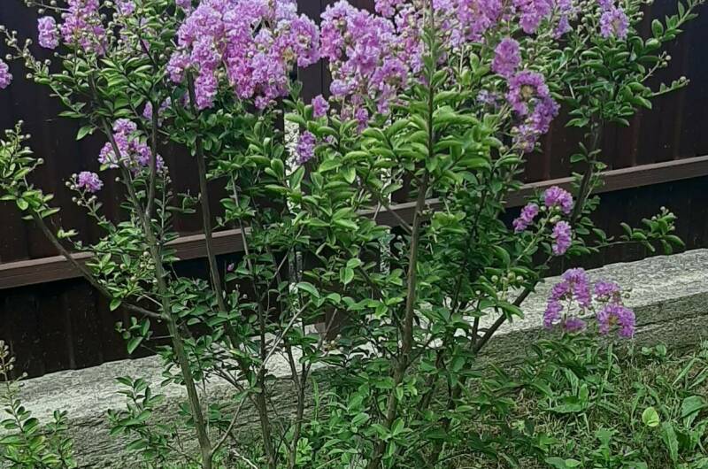 Дом под ключ «Сливовый сад»