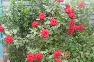 Изображение Мини-гостиница «Дюшес» #2