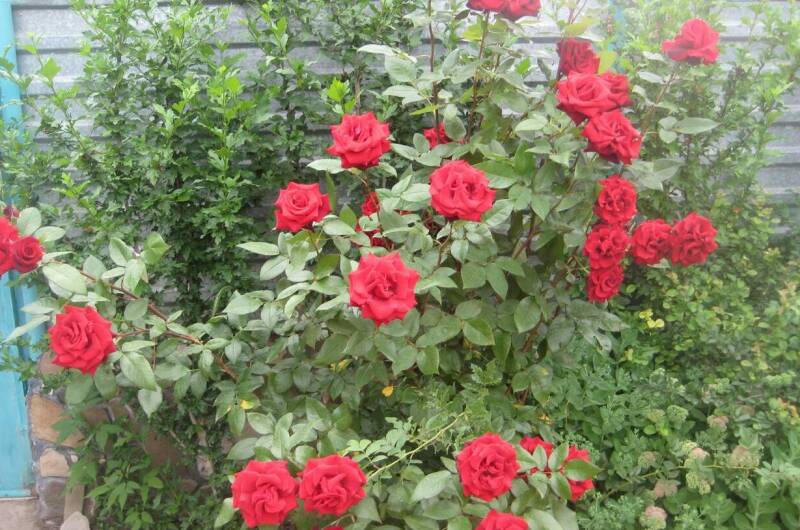 Мини-гостиница «Дюшес»