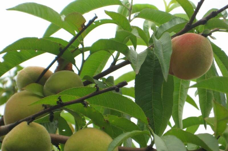 Мини-гостиница «Дюшес»