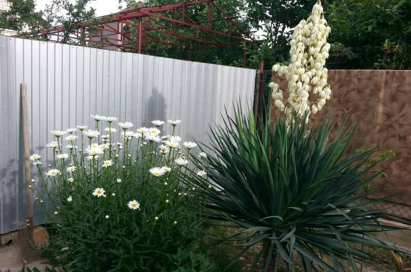 Мини-гостиница «Дюшес»