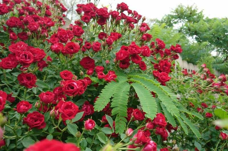 Гостевой дом «Круиз»