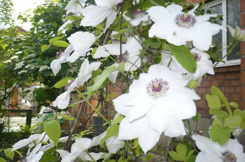 Гостевая усадьба «Александр»