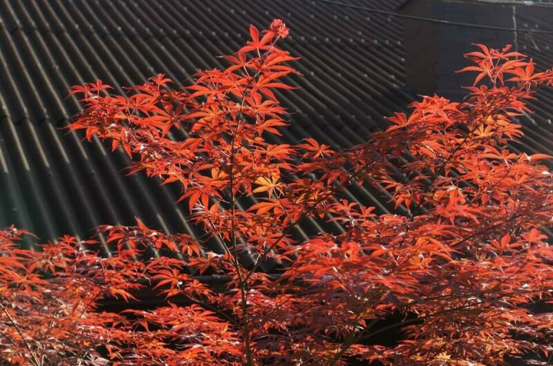 Гостевой дом «Икобаи»