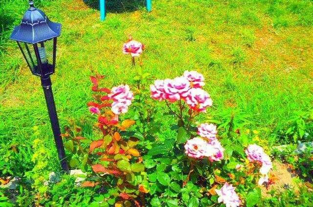 Гостевой дом «EllaDen»