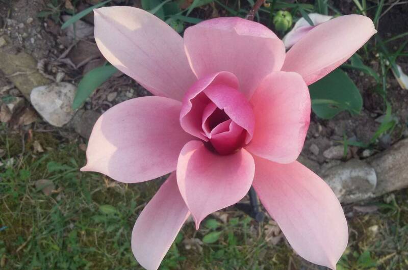 Частное домовладение «Дионис»