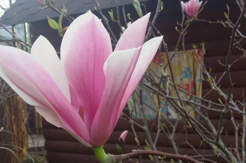 Частное домовладение «Дионис»