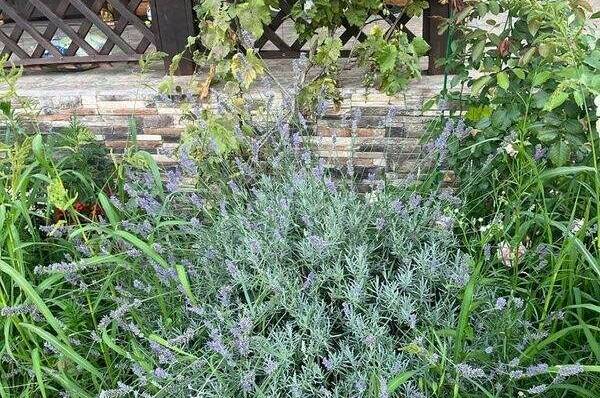 Гостевой дом «Ежевика»