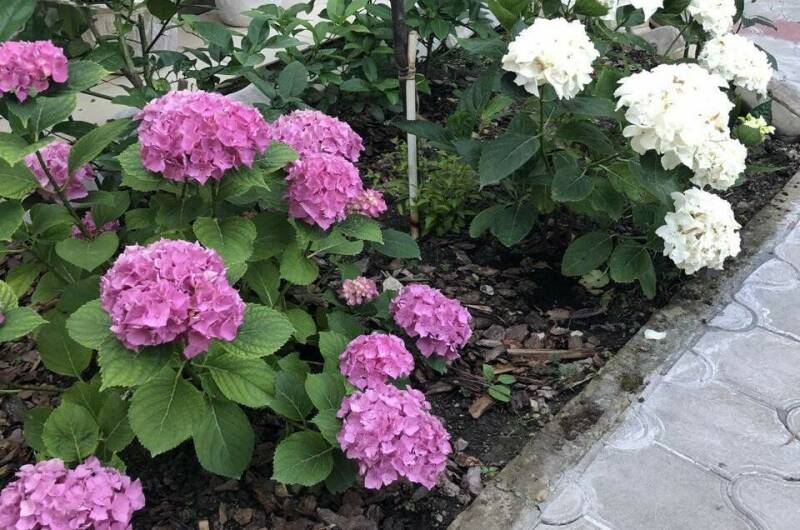 Гостевой дом «Бамбуковый рай»