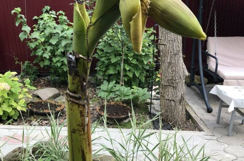 Гостевой дом «Бамбуковый рай»