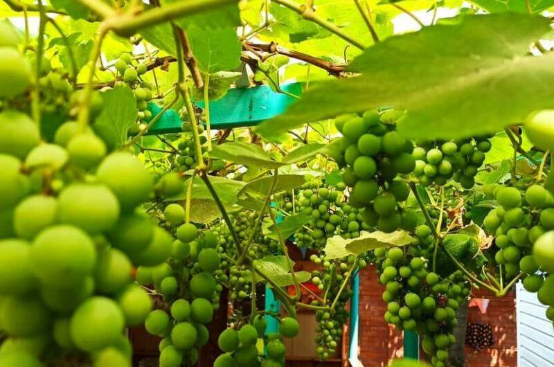 Гостевой дом «Инжир»